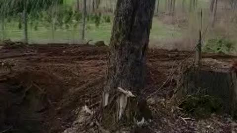 pushing over huge tree and stump with mini excavator