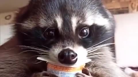 funny sweet raccoon eats his yogurt