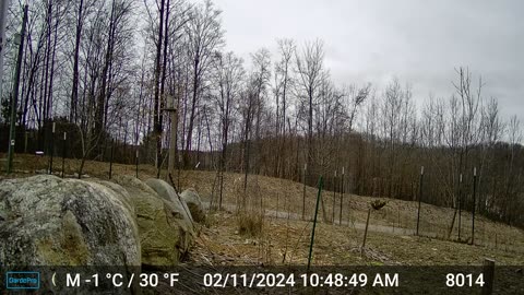 Red-bellied Woodpecker flying away