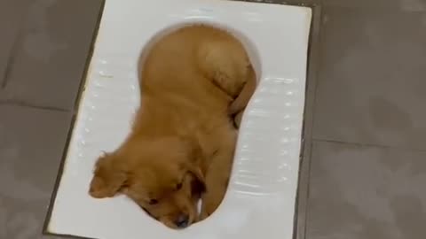 Dog felt asleep in the toilet hole