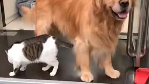 CUTE GOLDEN DOG AND CAT - HUG IT OUT (SHORT)