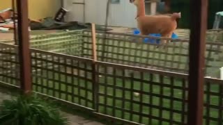 Naughty alpaca
