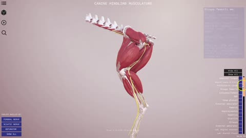 Canine hindlimb preview - 3D Veterinary Anatomy, IVALA