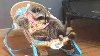 Pet raccoon dozes off in baby swing
