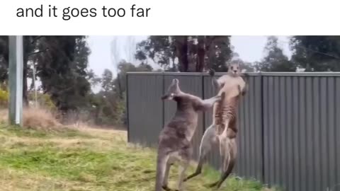 Funny animal videos