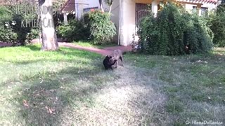 Angry Cats chasing dogs