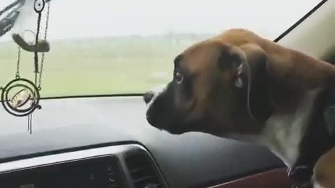 Dog tries to bite windshield wipers