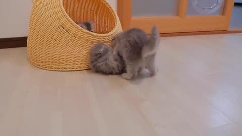 The kitten who challenges the mother cat to a fight but is defeated in seconds is too cute...