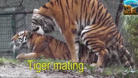 Watch the animals mating in a very strange way, great