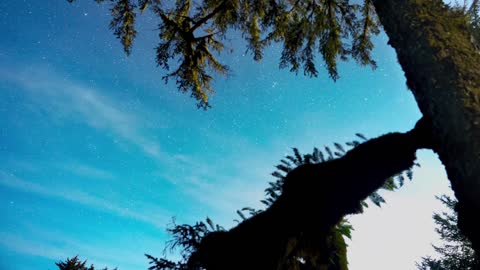 starry sky in the forest