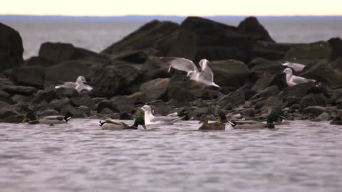 Ducks and seagulls enjoy exploring a rocky coastline on a chilly day