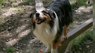 Dog Balances Water Bottle While Walking On 90° Curve