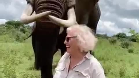 elephant funny video @ 2022 for animal lover