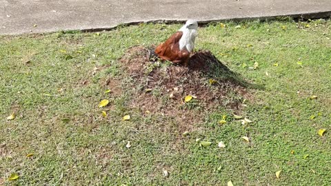 Brahminy Kite Local Bird at Koh Phi Phi Don Island,Karabi