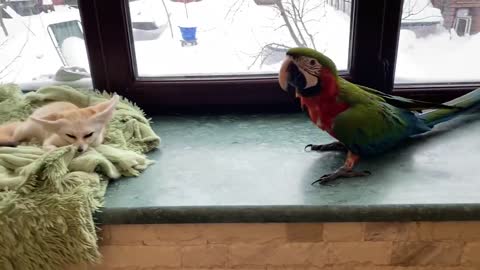 Tia bird friendship love.parrot love