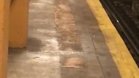 Black and white cat sitting on yellow subway platform no one around ummm