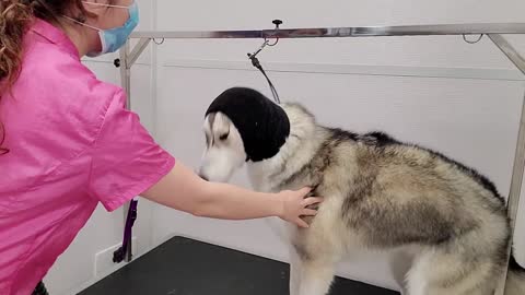 My Husky doesn't like grooming at all