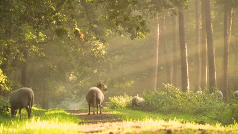 Sheep Morning Sunray Nature Landscape New 2021