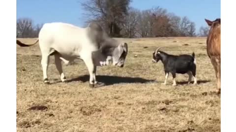 Goat vs cow fighting funny video