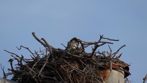 Jill Working on Her Nest