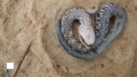 Cobra se finge de morta Animal usa tática ao sinal de perigo