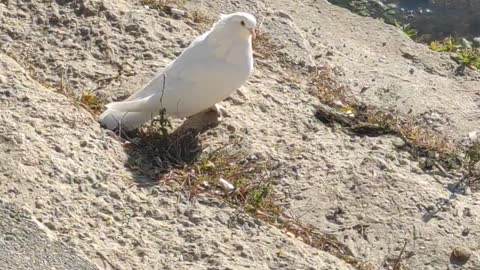 White bird and wonderful nature #whitebird #birds #bird #birdphotography #birdsofinstagram #nature #birdlovers #naturephotography #photography #white #birdwatching #wildlifephotography #wildlife #budgie #swan #photooftheday #egret #parakeet #whitebirds #l