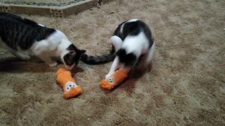 Minnie and Munchkin react to new Orange Fox Toy