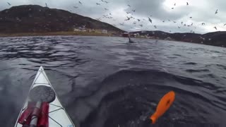 Kayakistas se encuentran en medio del frenesí de alimentarse de una orca