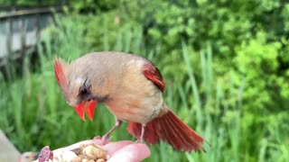 Majestic Video Footage of Hand-Feeding a Female Northern Cardinal in Slow Motion