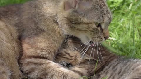 Little cat playing with mother