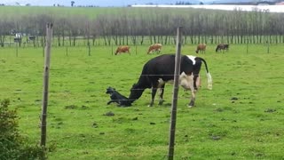 Loving mother cow encourages her baby to take its first steps