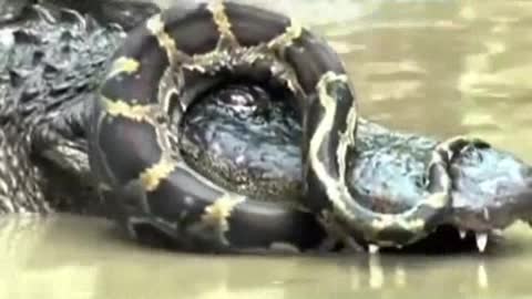 Alligator vs Python fighting, Extreme animal fight