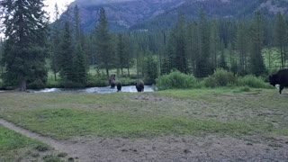 Bison crossing a creek