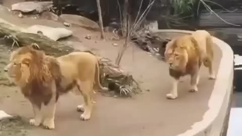 New Two Lion animal Funny Video@😂#Short &amp; #Shorts