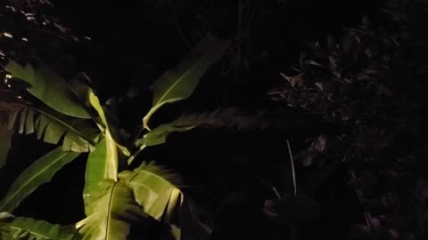 Thailand jungle night sounds