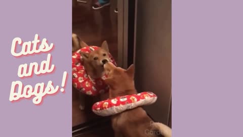 dog kisses the mirror thinking it's another dog haha Cats and Dogs!