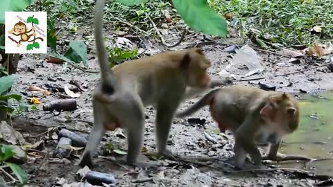 Monkey sex