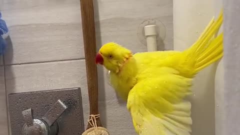 # Parrot gives it a bath