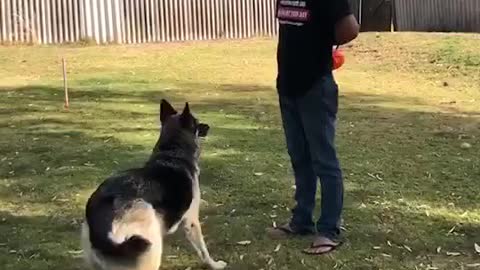Dog Training | Funny Dog