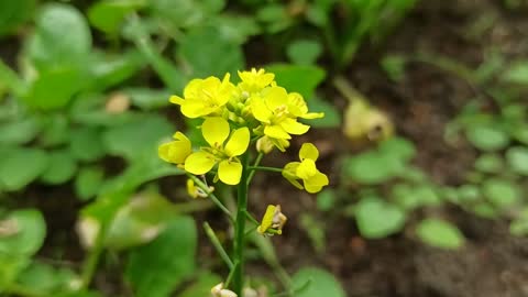 Beautiful Yellow Flower