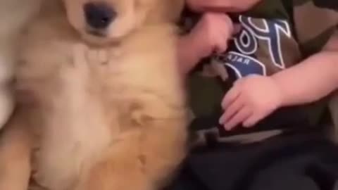 Dog Loves His New Best Friend The Cute Baby