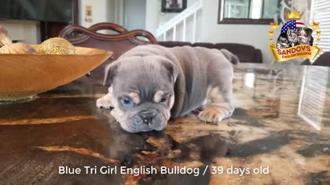 Cute Puppy English Bulldog 39 days old / Blue Tri Girl Bulldog