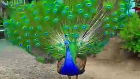 Peafowl Bird Sounds/Call #peacock