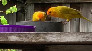 Saffron Finch Couple backyard birds
