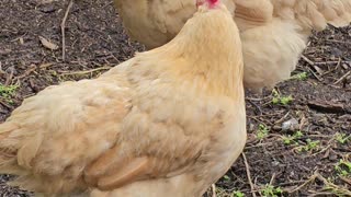 OMC! Hens perched and preening after a long day of scratching and pecking!