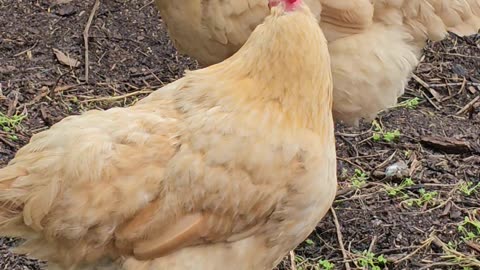 OMC! Hens perched and preening after a long day of scratching and pecking!