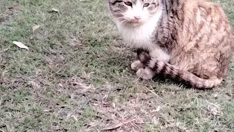 Cute Cat 😺 Video By Kingdom of Awais