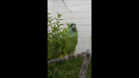 Funny Parrot Hilariously Sings 'La Cucaracha'