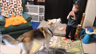 Little Boy's Train Whistle Sends Husky Into Howling Fit