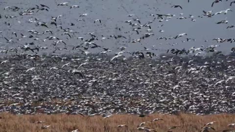 #Squaw Creek Wildlife Refuge - Fall 2016 Migration